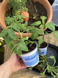 Tomaten und Paprika Jungpflanze