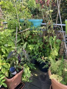 Balkon Gemüse Garten im Sommer