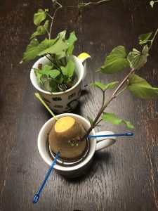 Süsskartoffeln mit Austrieb